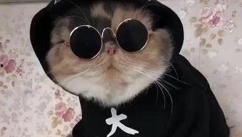 吃瓜娱乐的喵哥是谁